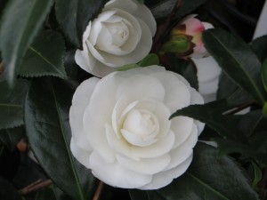 Camelia Early Pearly