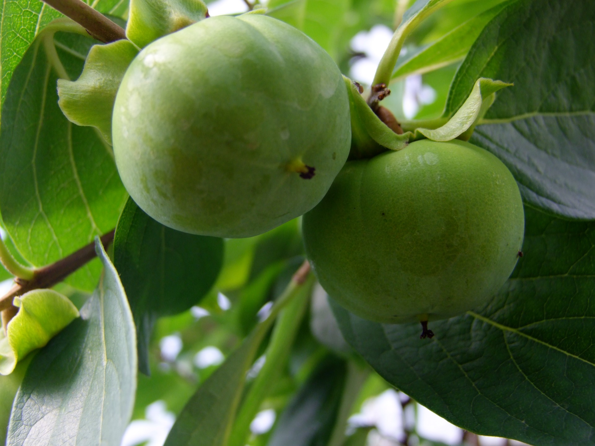 Kaki.Kaki. Le kaki, également appelé plaquemine ou figue caque, est un fruit qui ressemble à une grosse tomate, à la peau lisse, et de couleur orange vif à rouge selon les variétés et le degré de maturité. Il est originaire de l'est de la Chine, et il est le fruit national de la Corée et du Japon, où il est très cultivé et consommé.