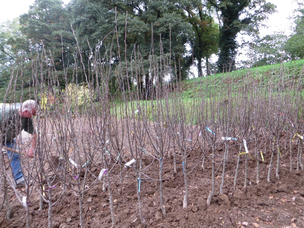 Mise en jauge des fruitiers.