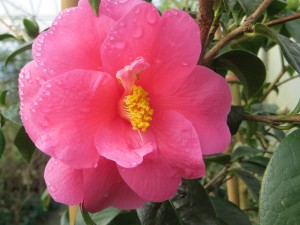 Camelia Inspiration