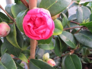 camelia debbie en bouton