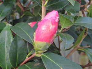 camelia donation en bouton