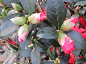 camelia fire bells en bouton