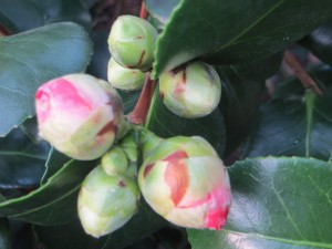 camelia marguerite coleoni en bouton