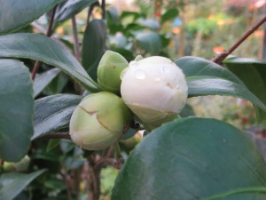 camelia nobilissima en bouton