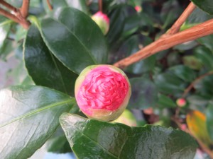 camelia nobilissima en bouton