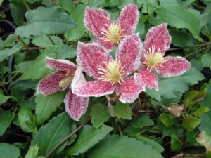 La Cirrhosa Freckles. De novembre à janvier, les fleurs de couleur rose pâle éclaboussées de pourpre vous raviront par leur parfum délicat.