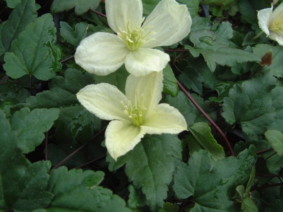 Clématite Cirrhosa Jingle Bells aux fleurs blanches sur un feuillage foncé semi-persistant.