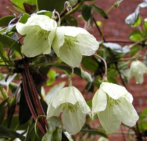 Clématite Cirrhosa Wisley Cream aux fleurs crème de janvier à mars sur un feuillage semi-persistant de couleur bronze.