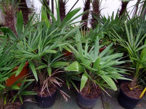 Trachycarpus Fortuneï à 14,50€