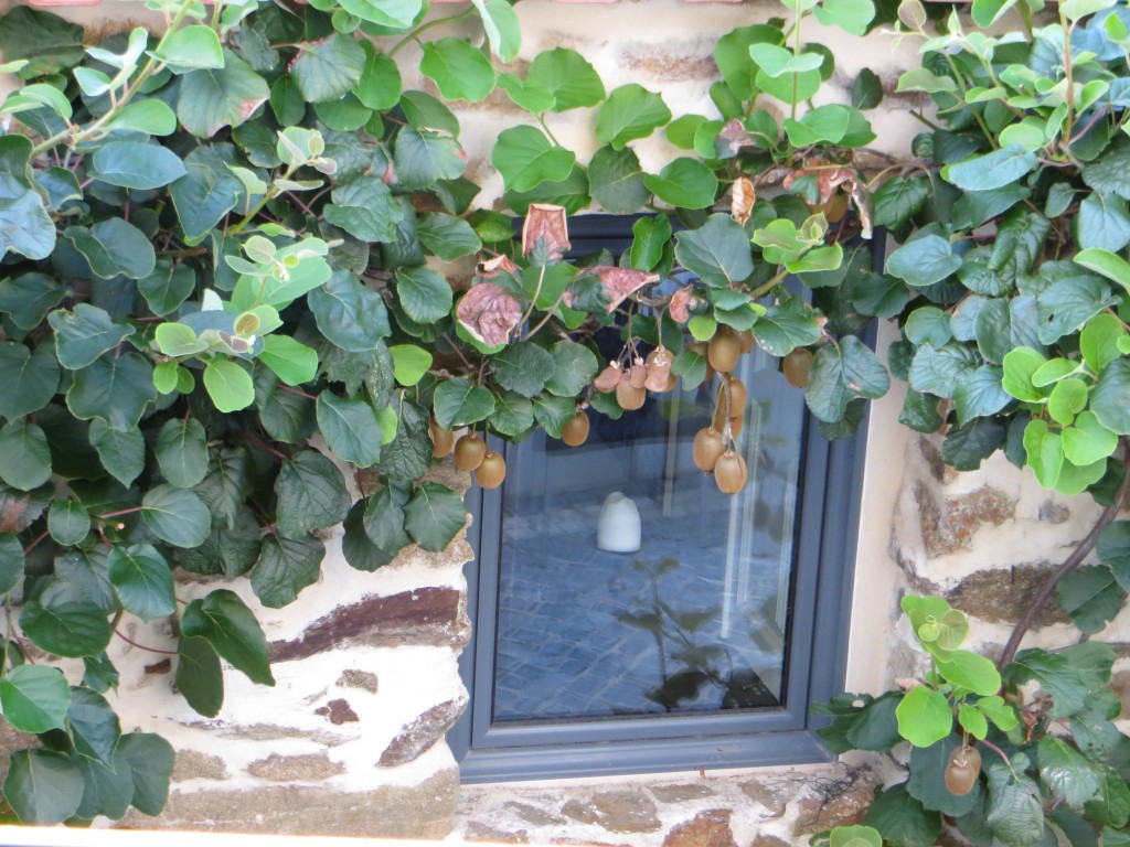 L'actinidier, décoratif et fructifère.