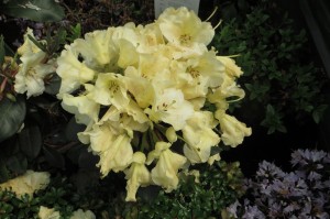 Rhodo horizon monarch