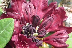 Rhodo black widow