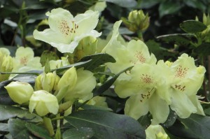 Rhodo Gold Krone