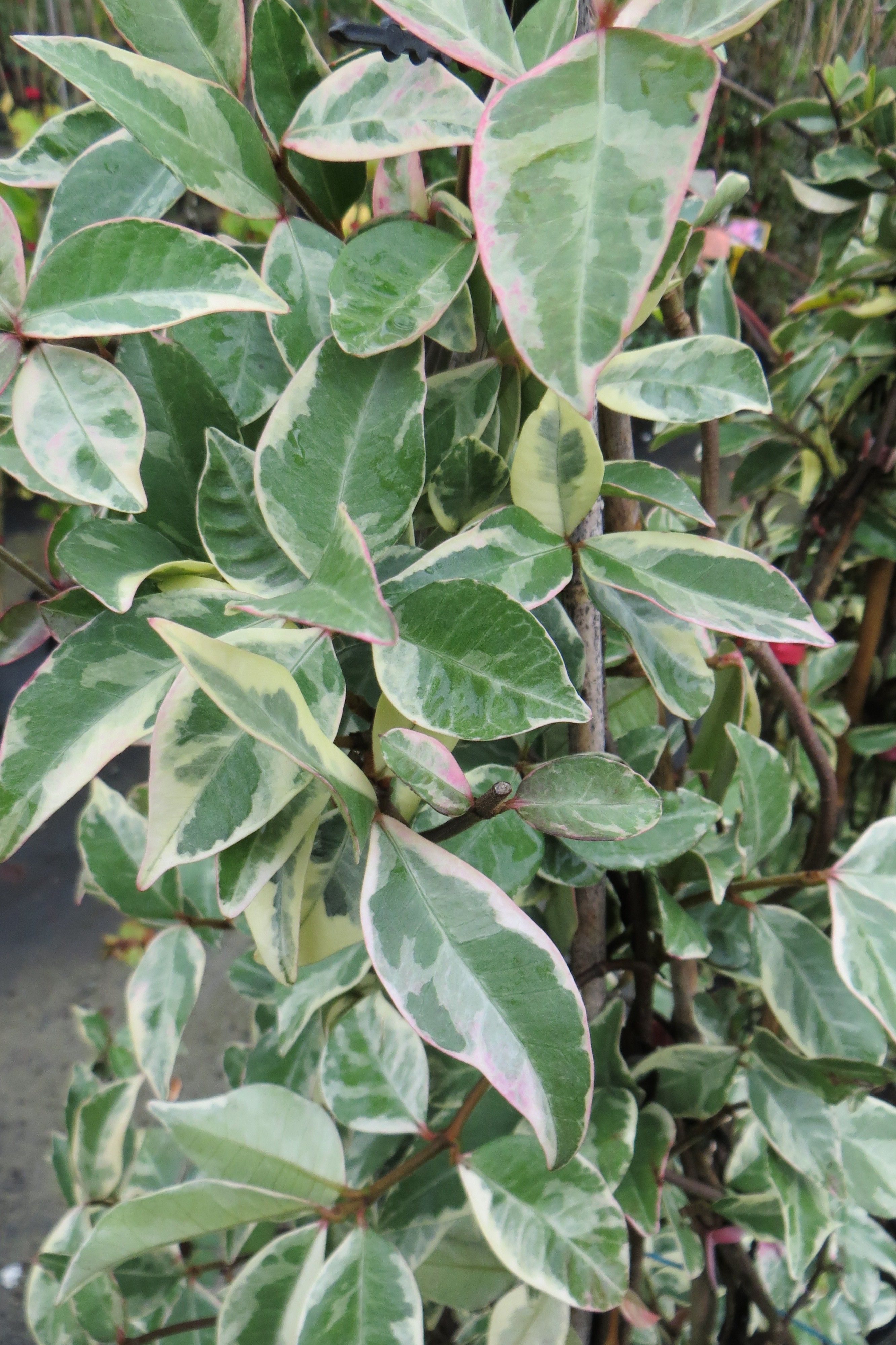 Trachelospermum variegata
