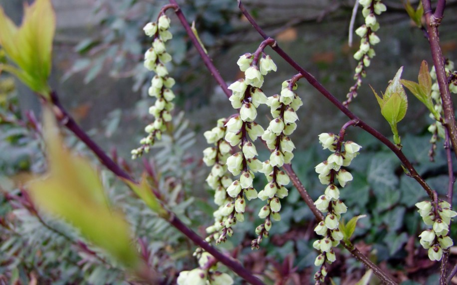 stachyrus-chinensis-celina