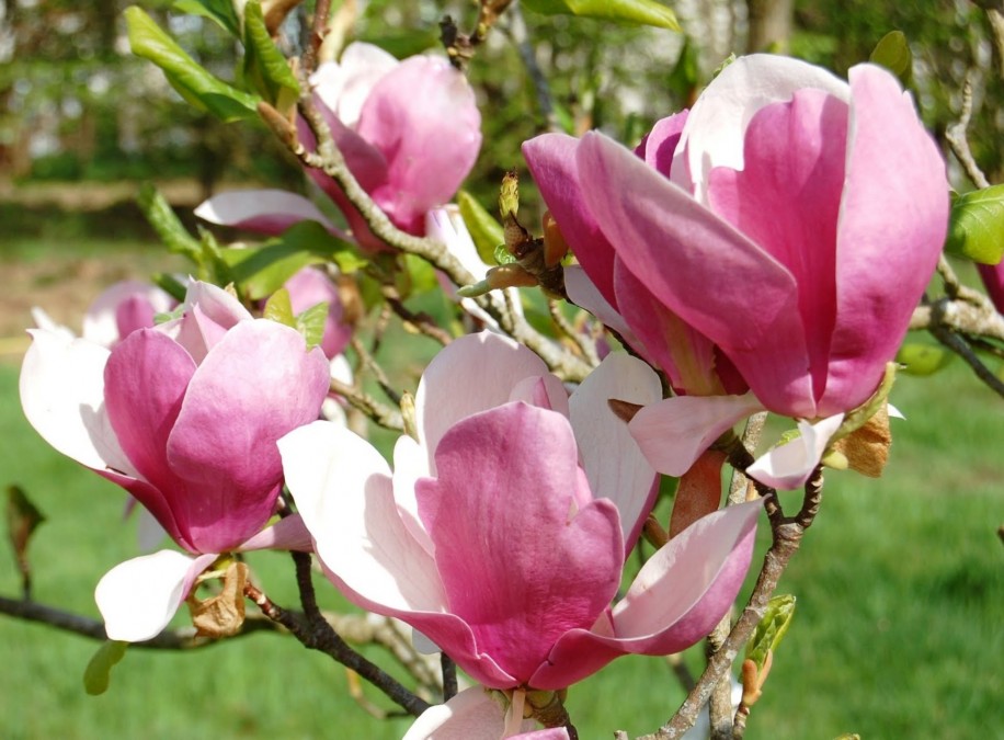 Magnolia Rustica Rubra
