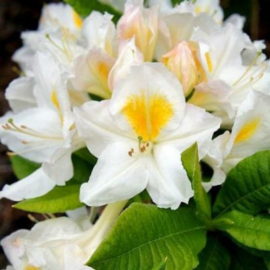 azalée-mollis-persil