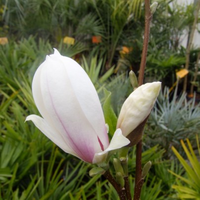 magnolia-alba-superba