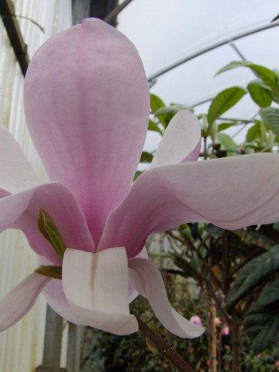 magnolia-leneei