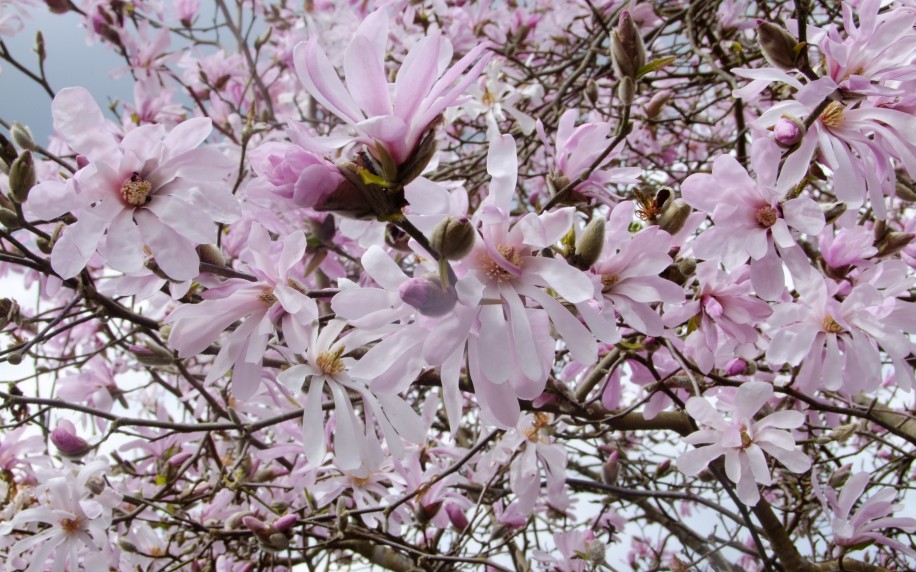 magnolia-leonard-messel