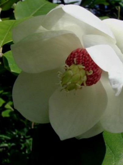 Magnolia Sieboldi