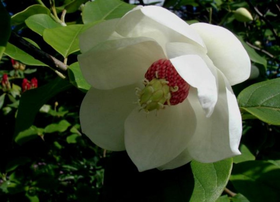 Magnolia Sieboldi