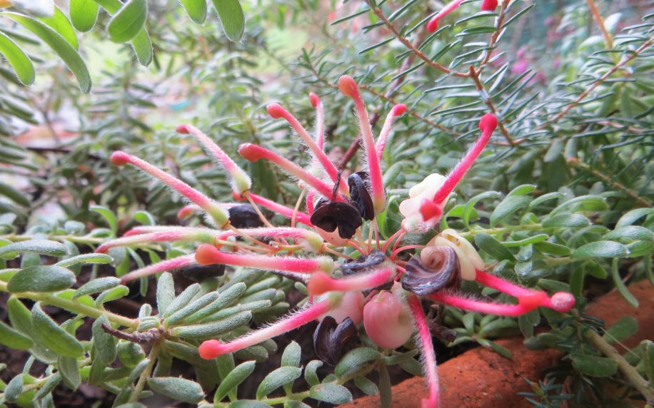 grevillea mount tamboritha