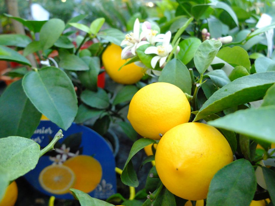 Fleurs et fruits du citronnier Lemon Meyer