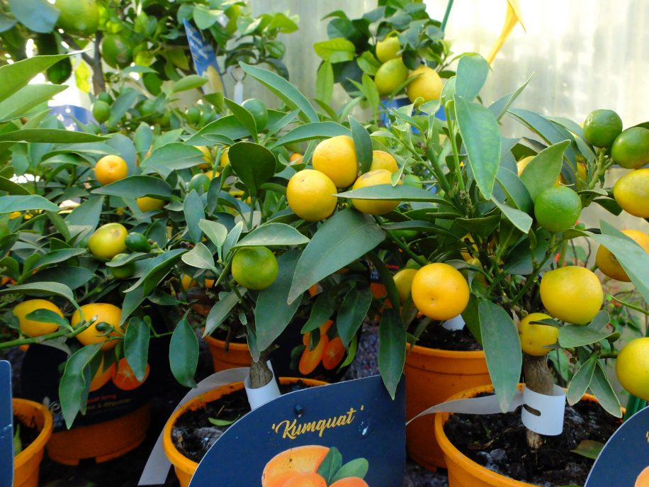 Kumquat en fruit