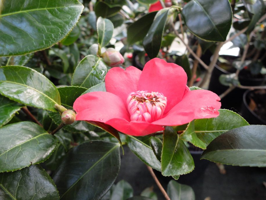 Camellia Tamzin Coul